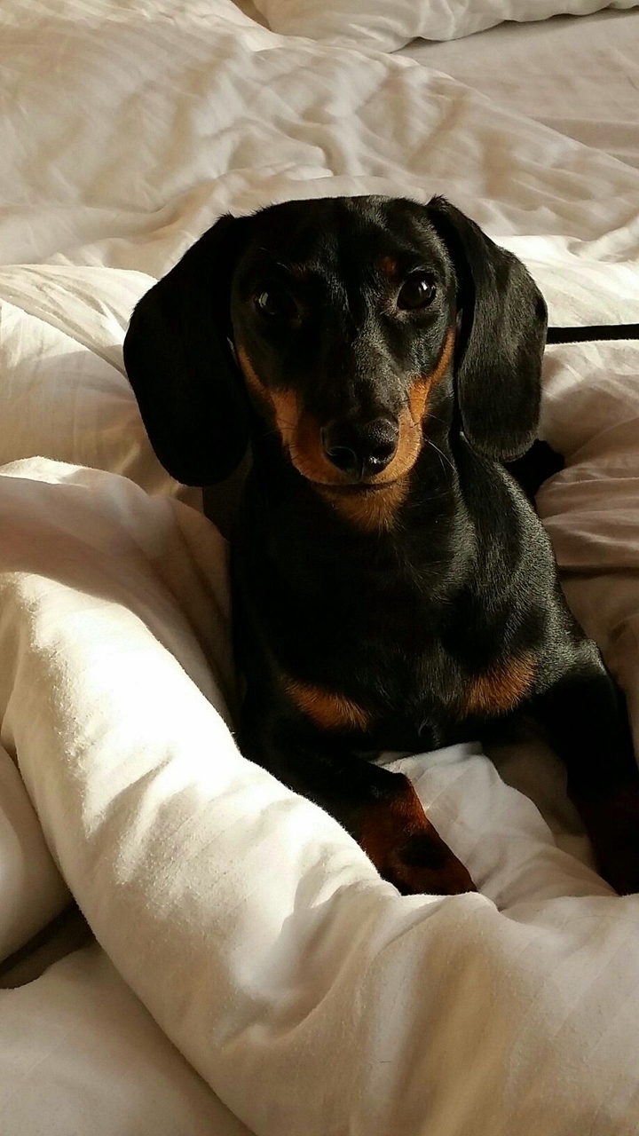 My dog
