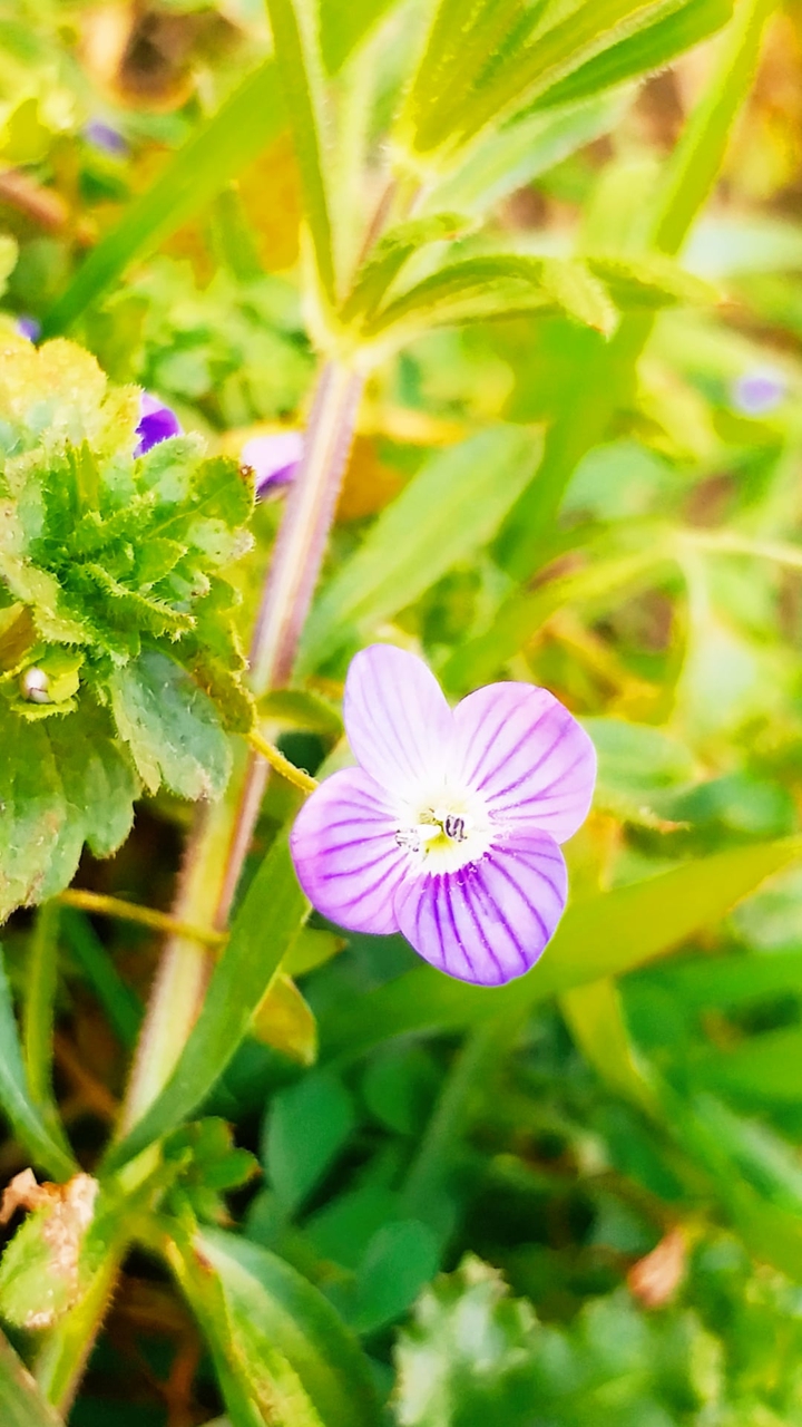 purple baby flower