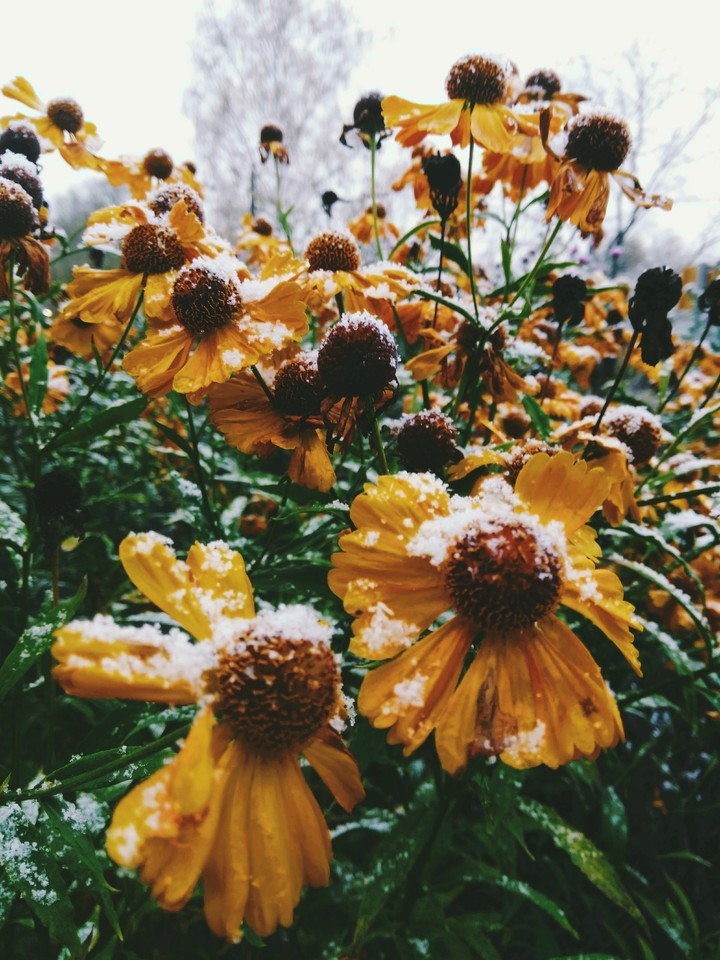 Snow-covered flowers