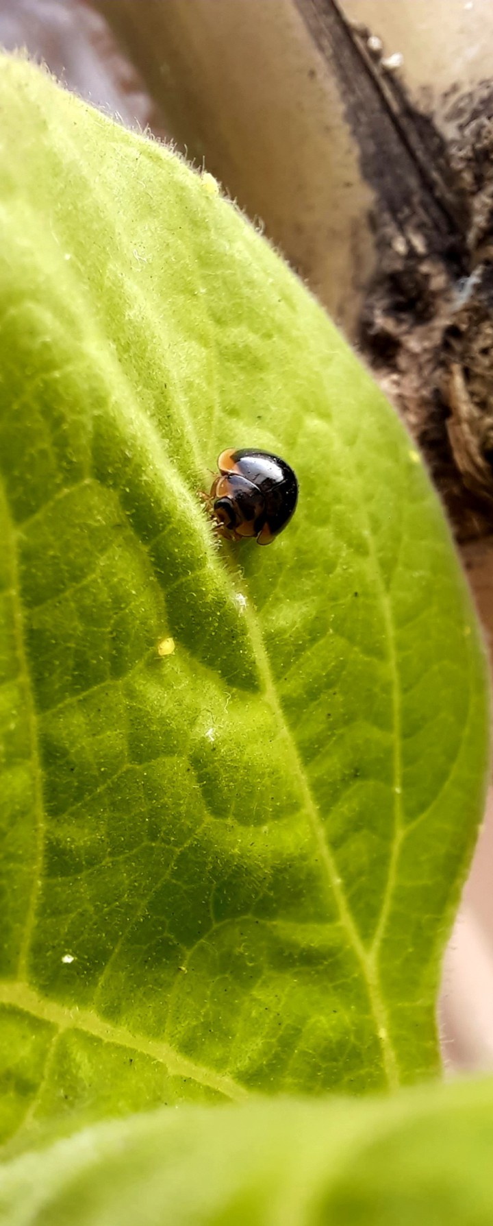 live life with green