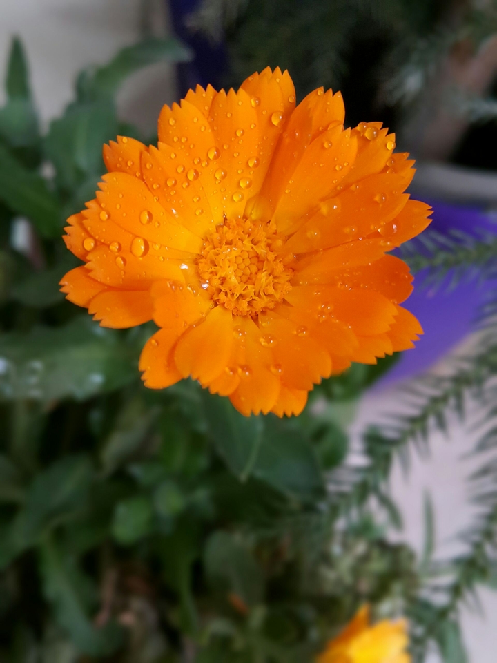 flowerrrr!!