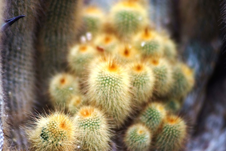 Cactus