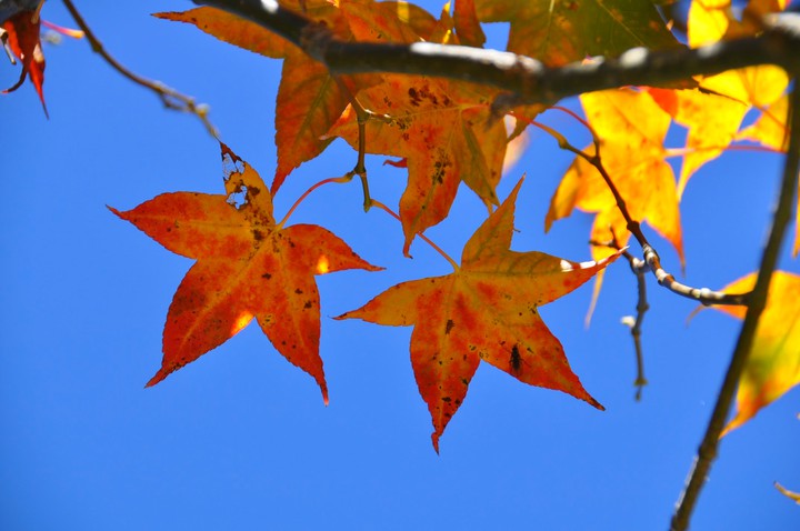 Autumn scenery