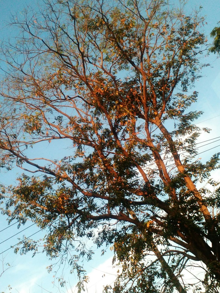 tress