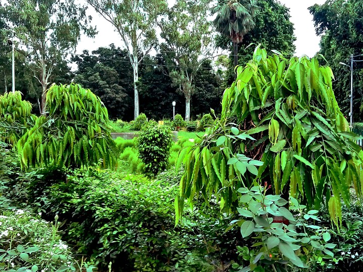 green park Nature