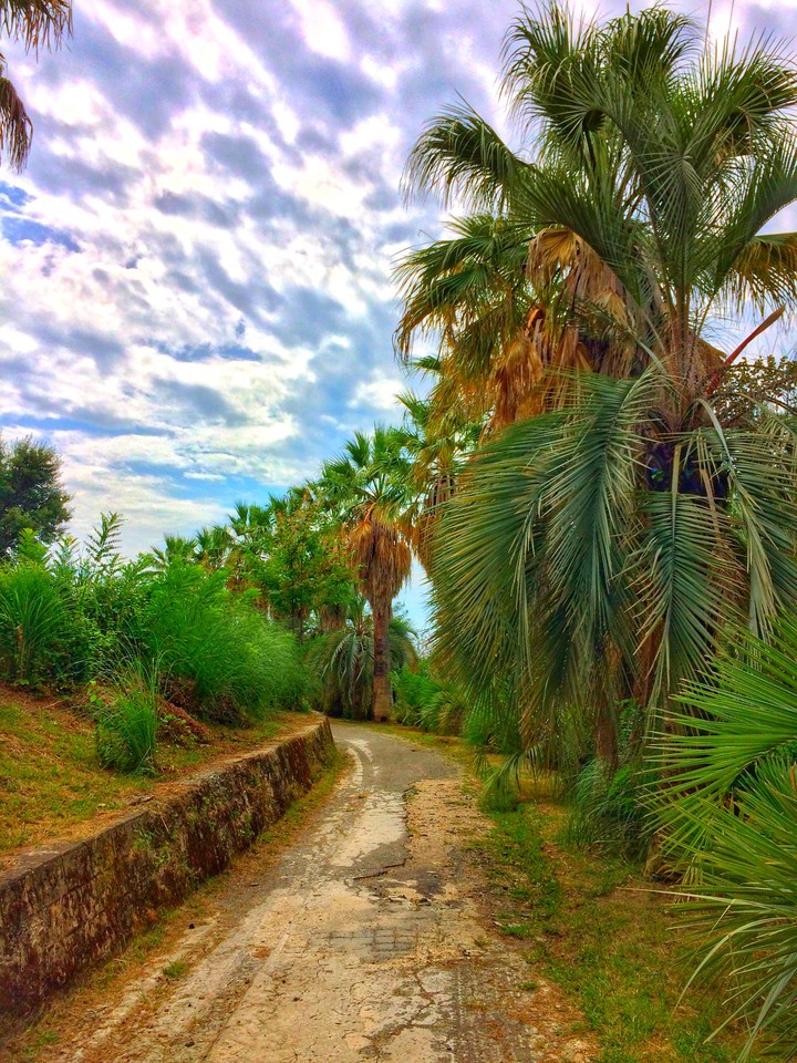 Palms.