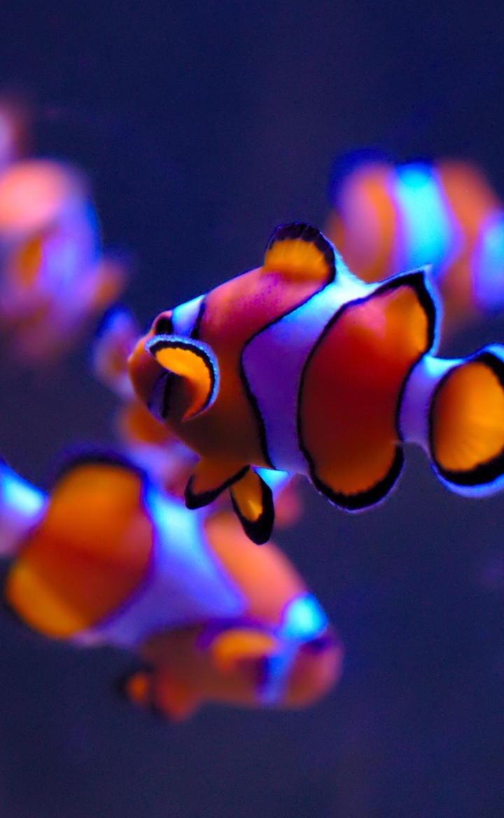Nemo HD