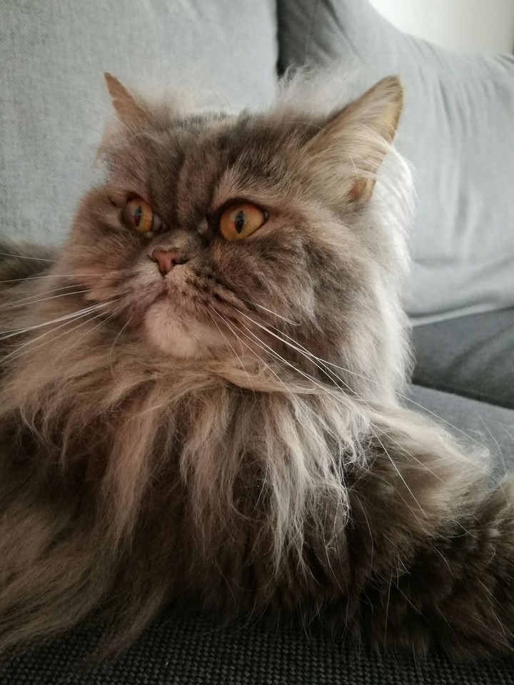 cats