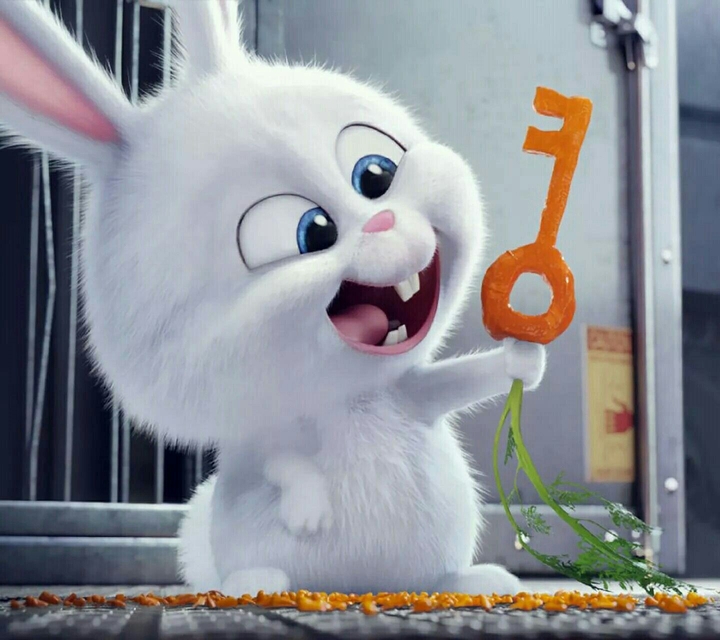 rabbit