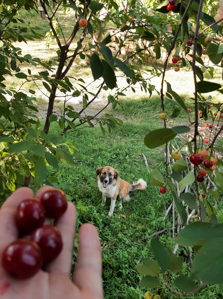 fruit