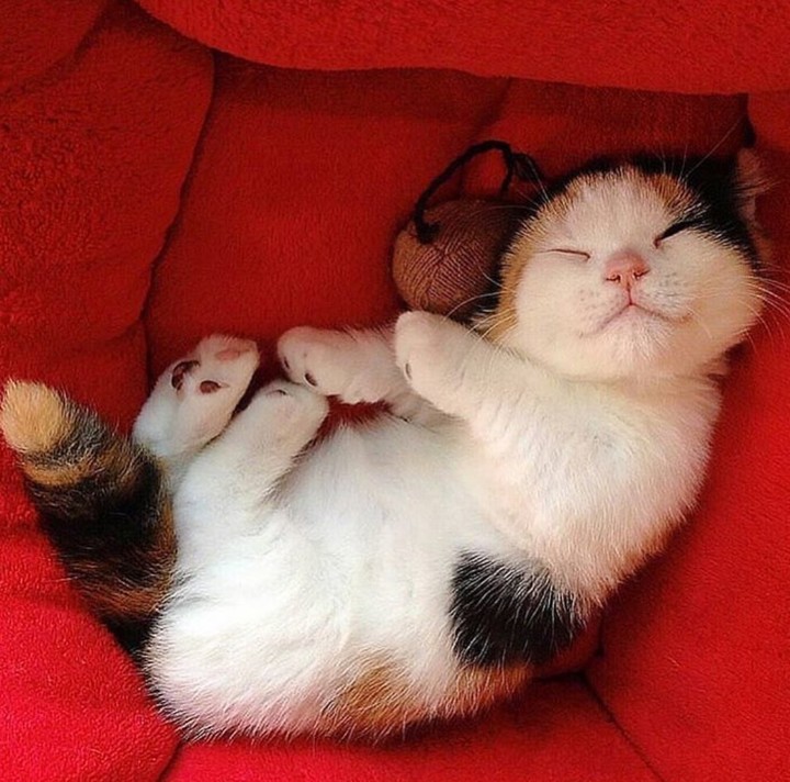 Cat~