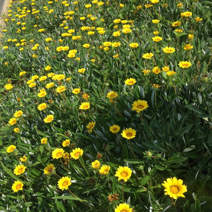 a flower garden