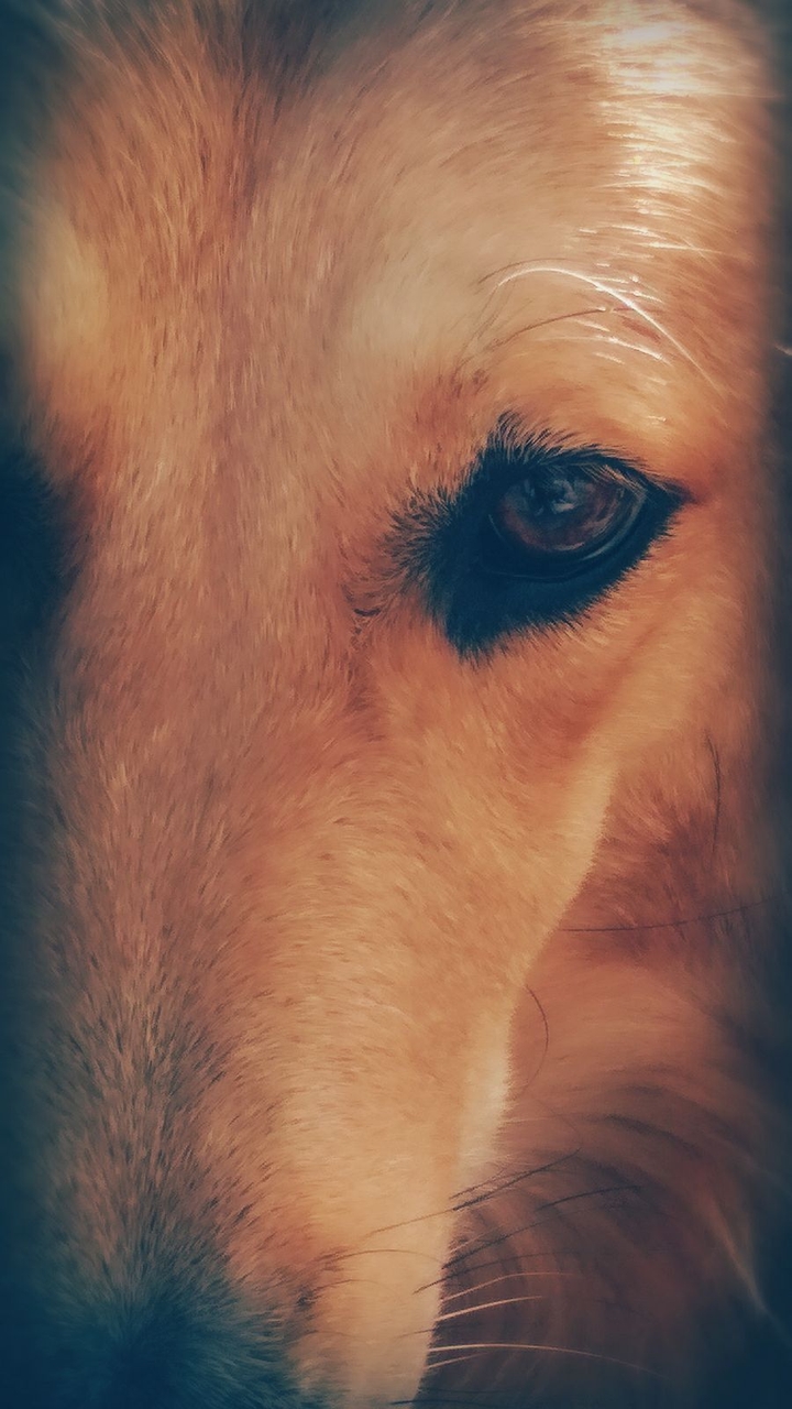 eye