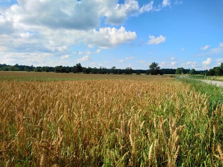 Field