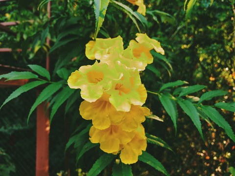 jungle flower