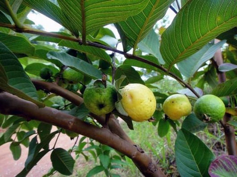 Brazil Fruits - Goiaba