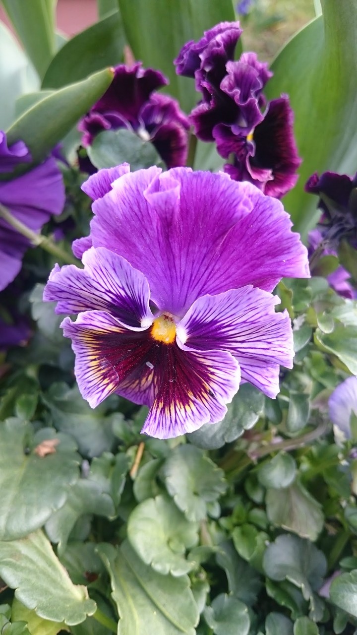 pansy