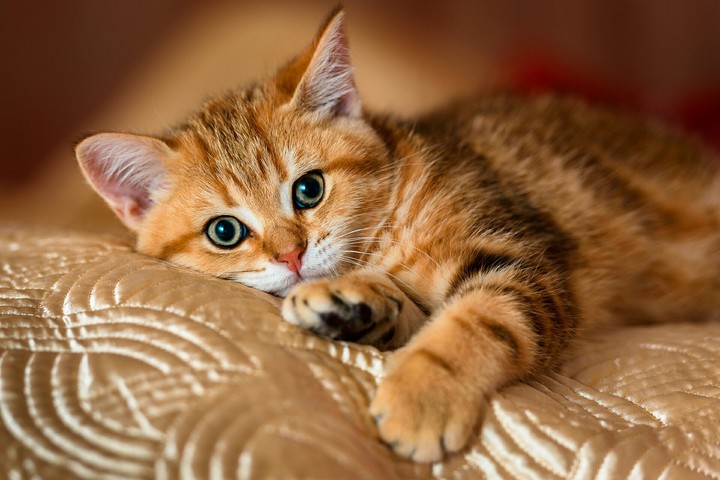 kitty