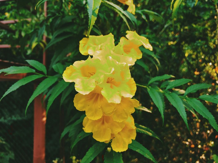 jungle flower