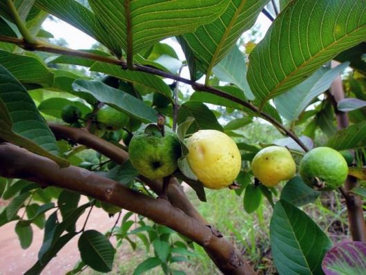 Brazil Fruits - Goiaba
