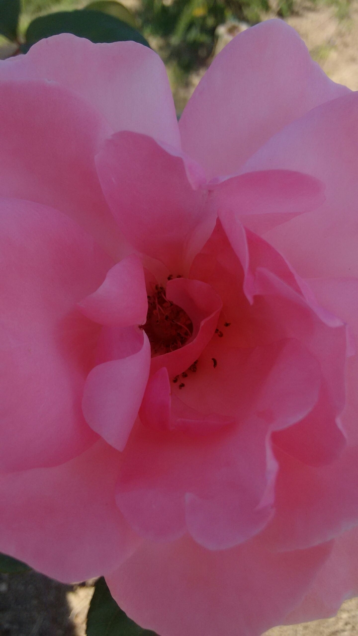 rose