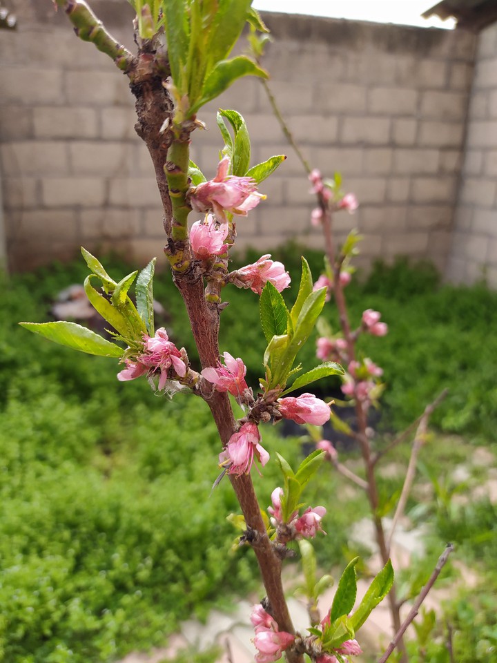 Peach in yard
