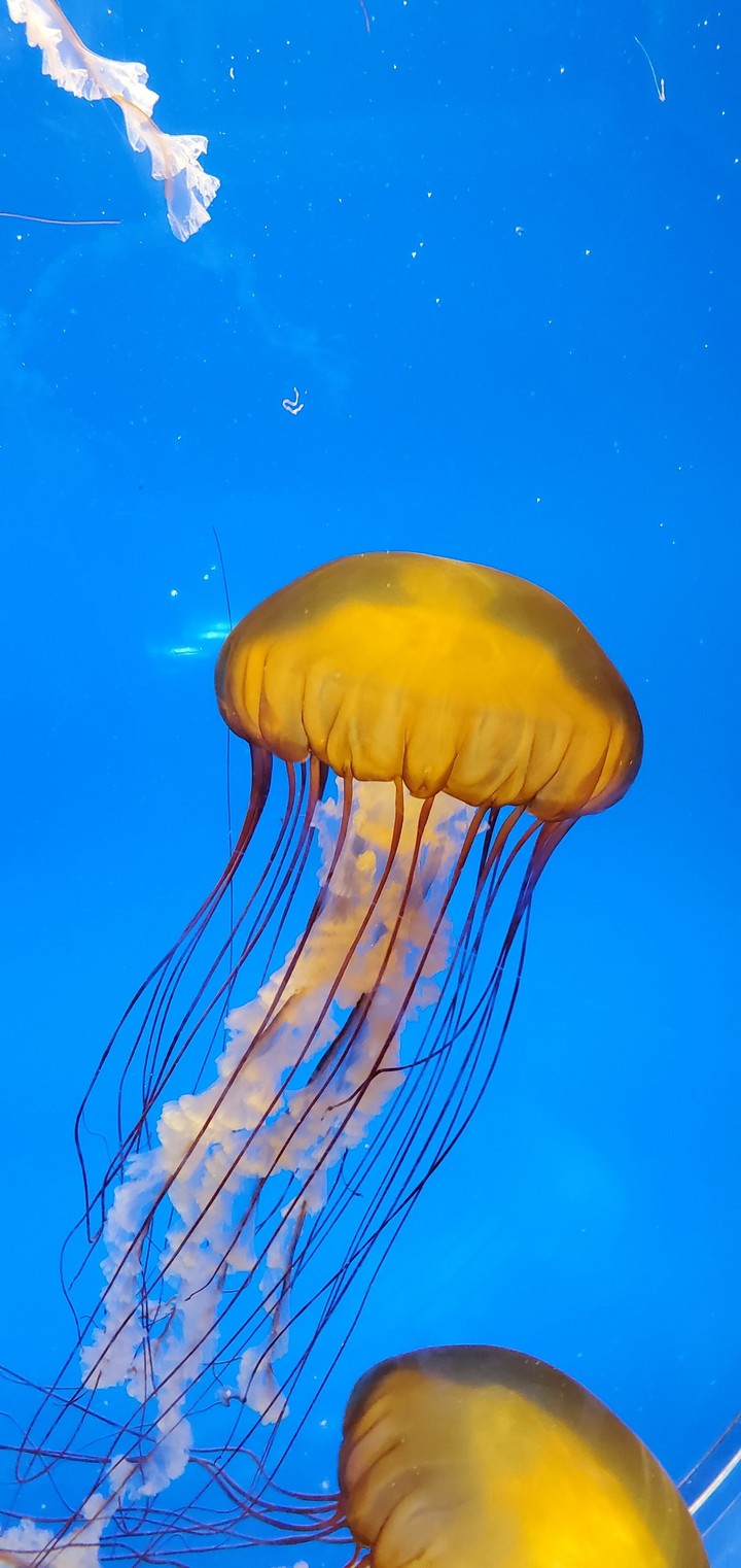 Jellyfish