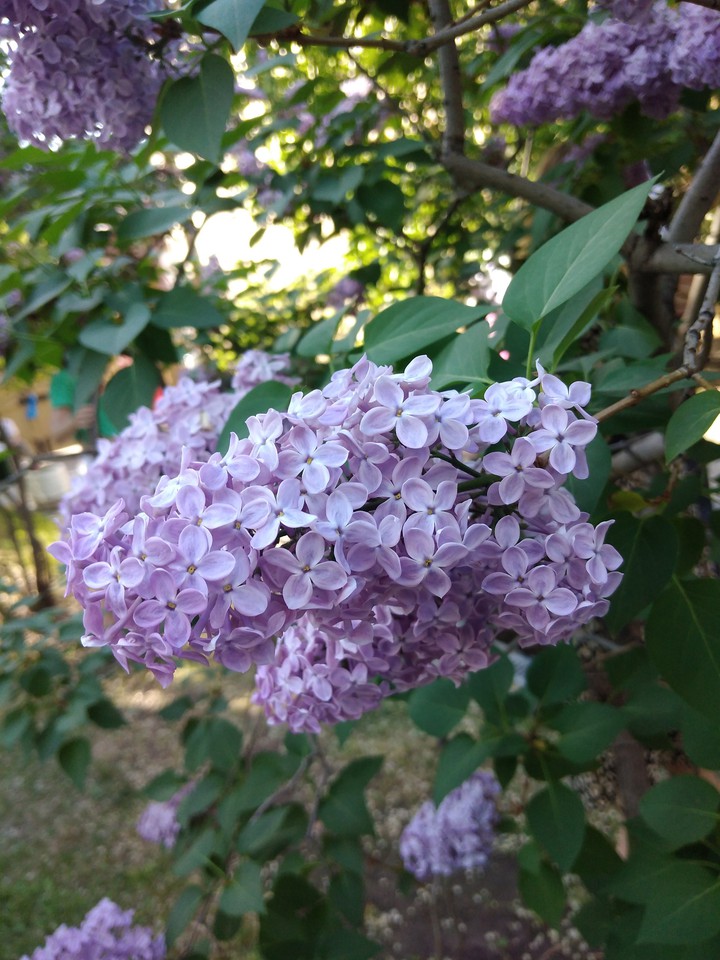 Красавица сирень