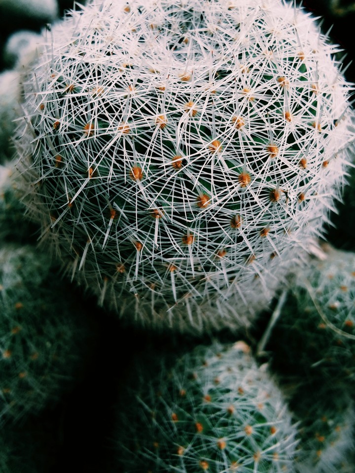 Cactus