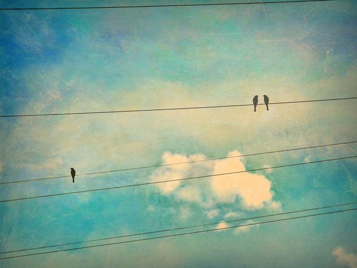 birds