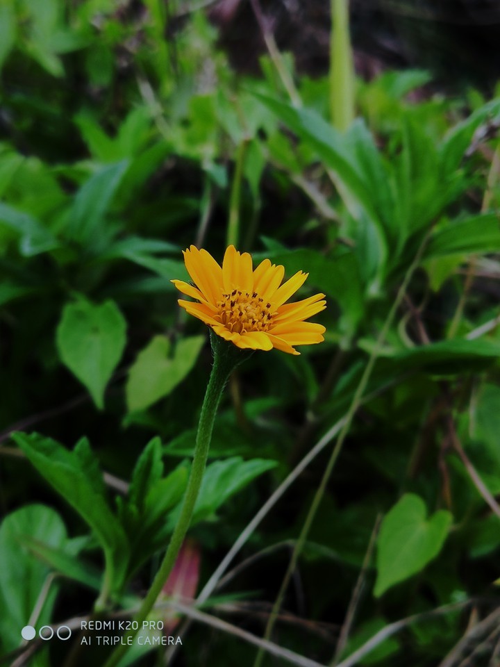 yellow flower