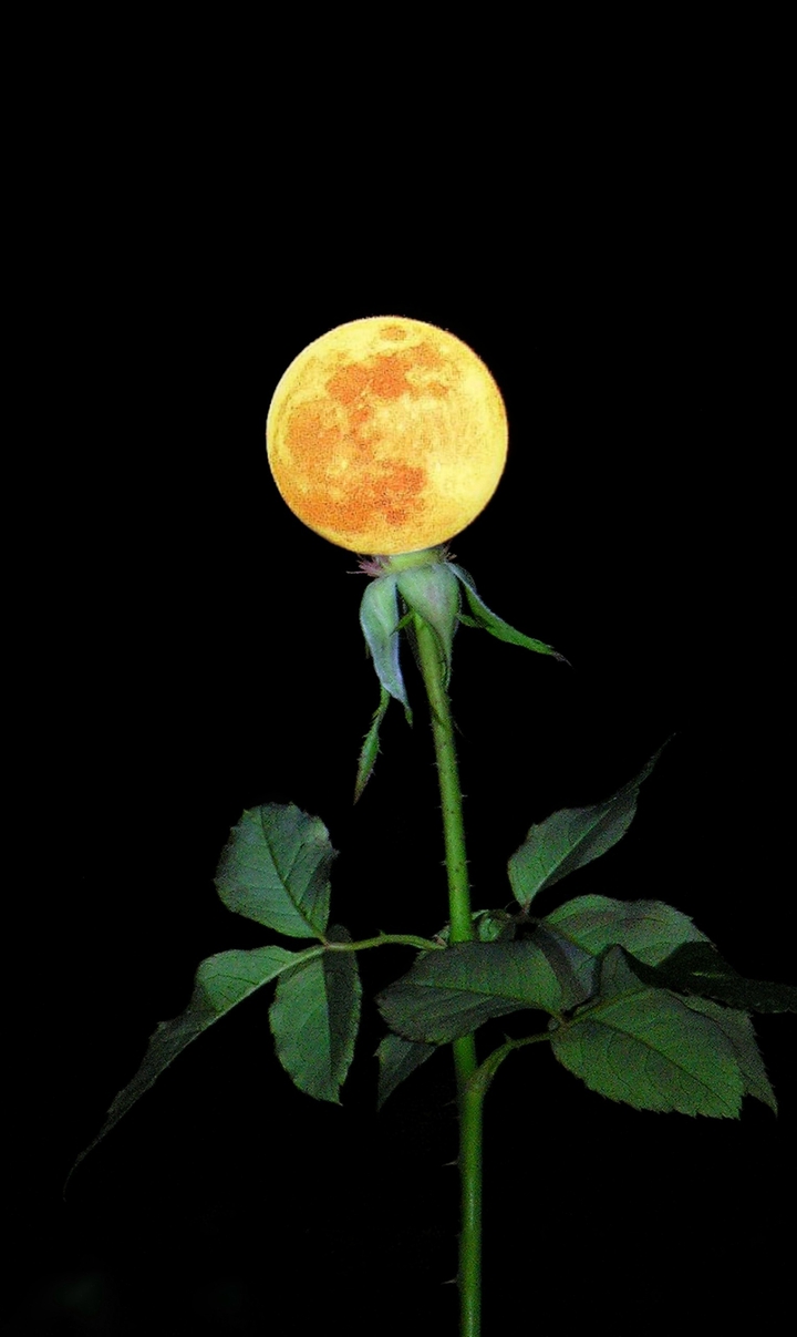 Moon
