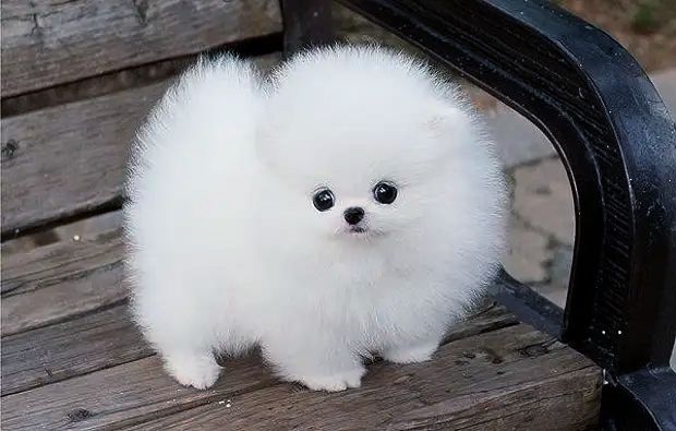 hund