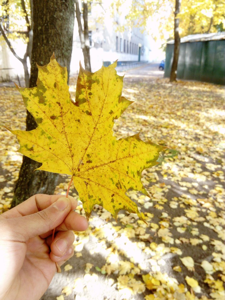 Autumn