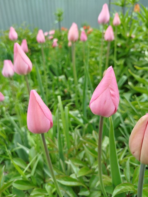 tulip, flower Hintergrundbilder