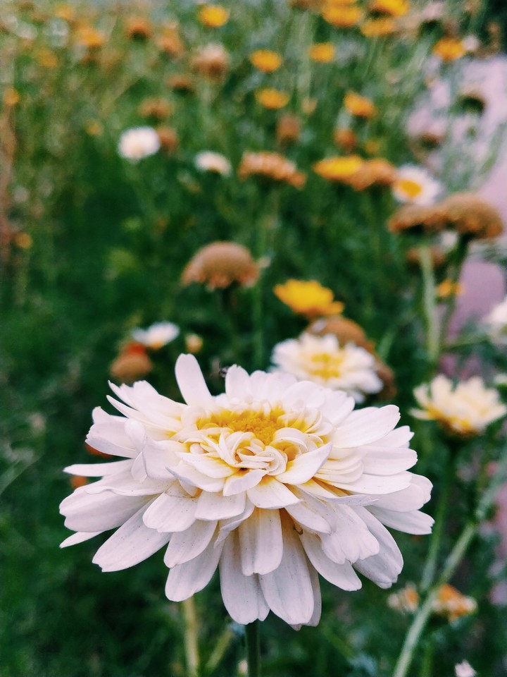 White Beauty
