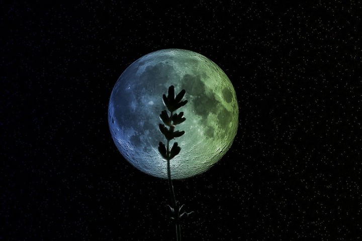 MOON&LAVENDER