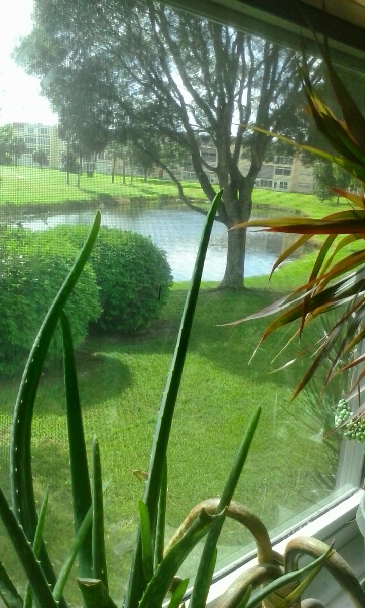 #lawn