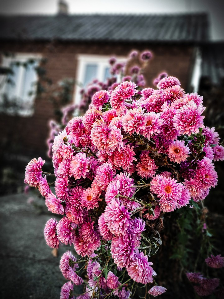 flowers