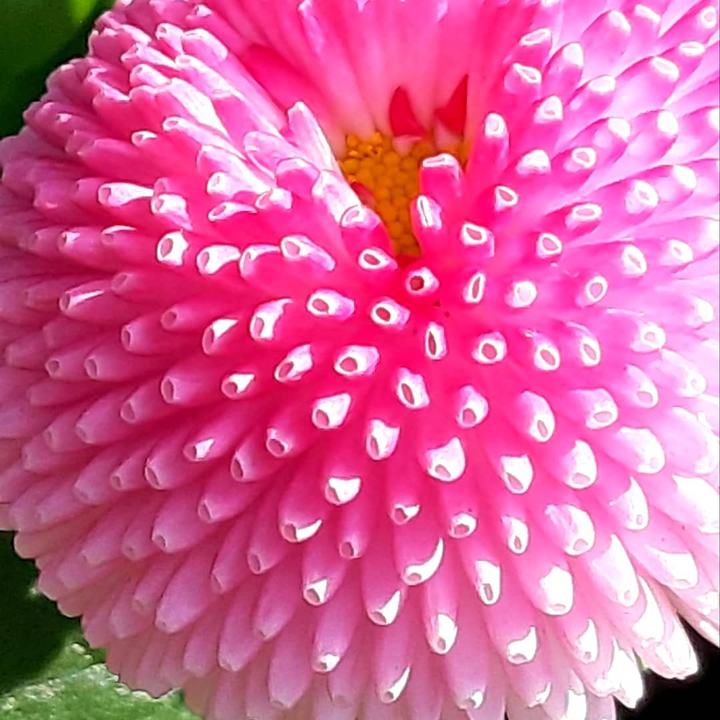 Bellis ????