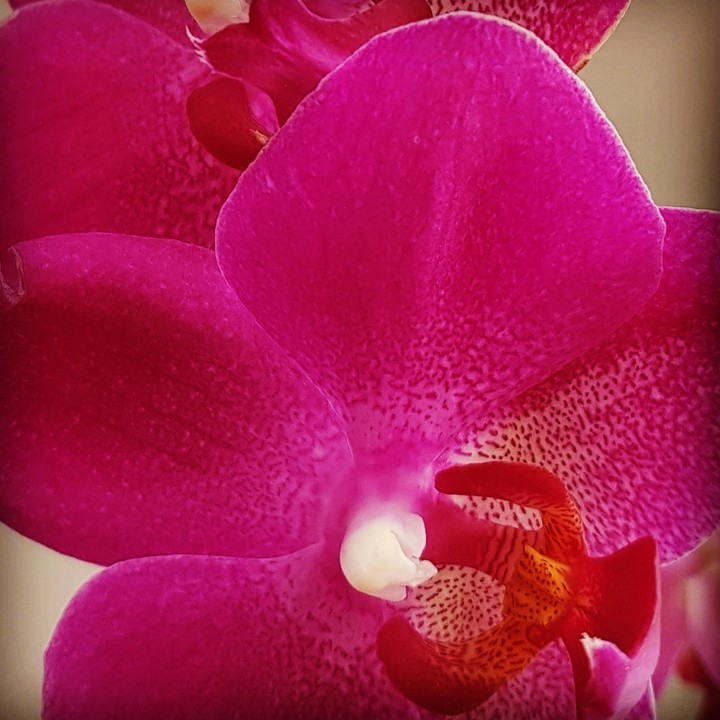orquídea