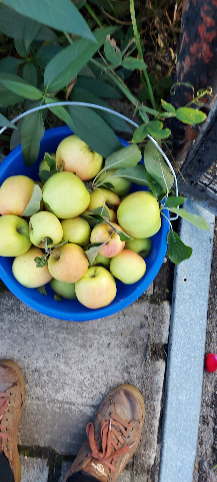 Äpfel.