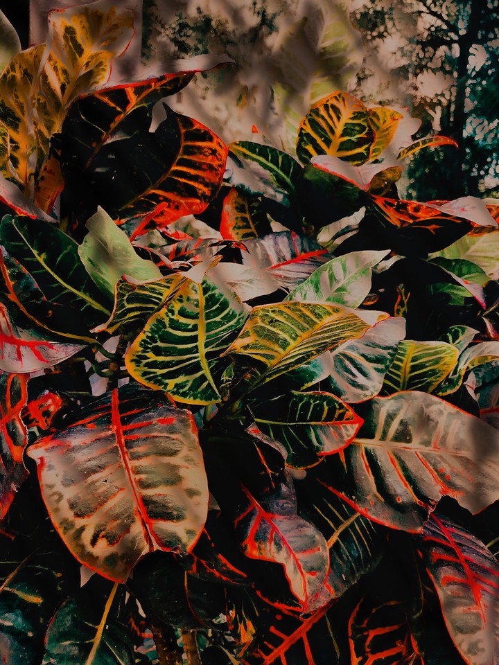 leaves