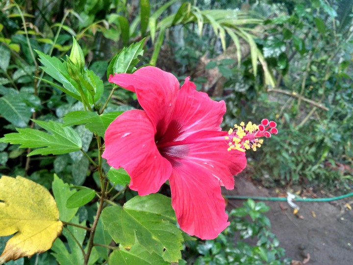chembarathi