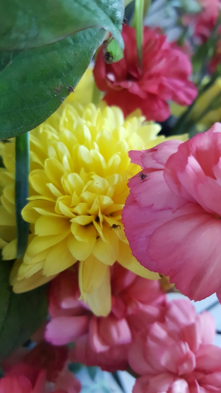 Flowers