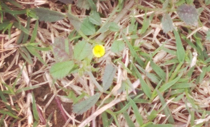 Teeny-tiny
