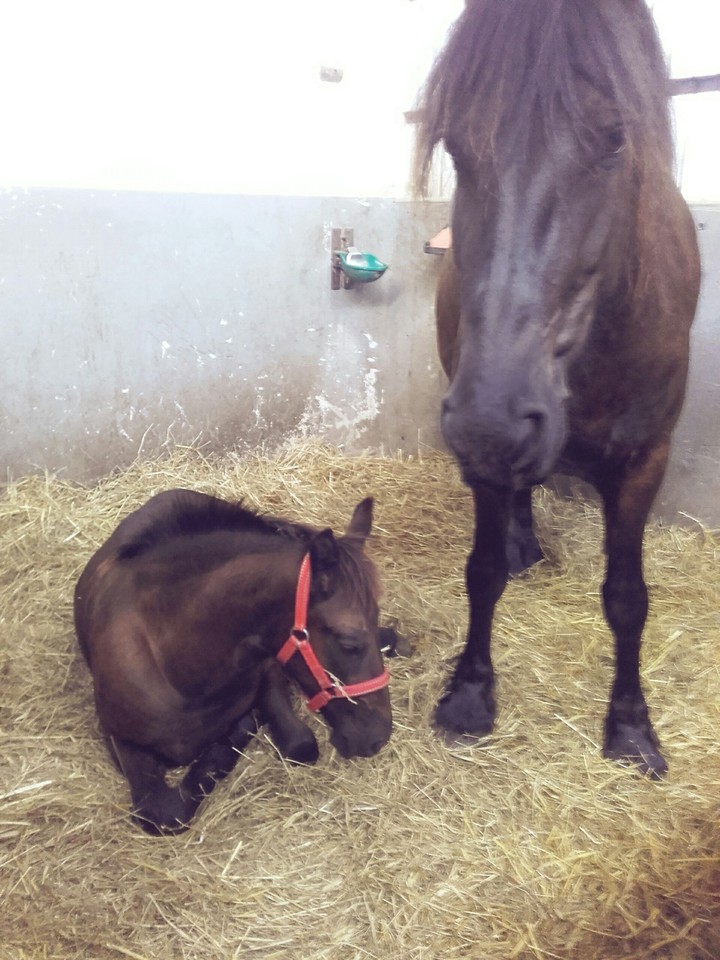 Little horse