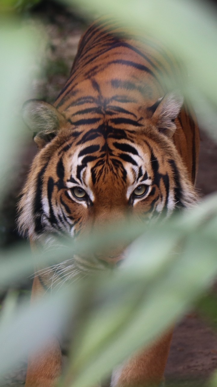 tiger