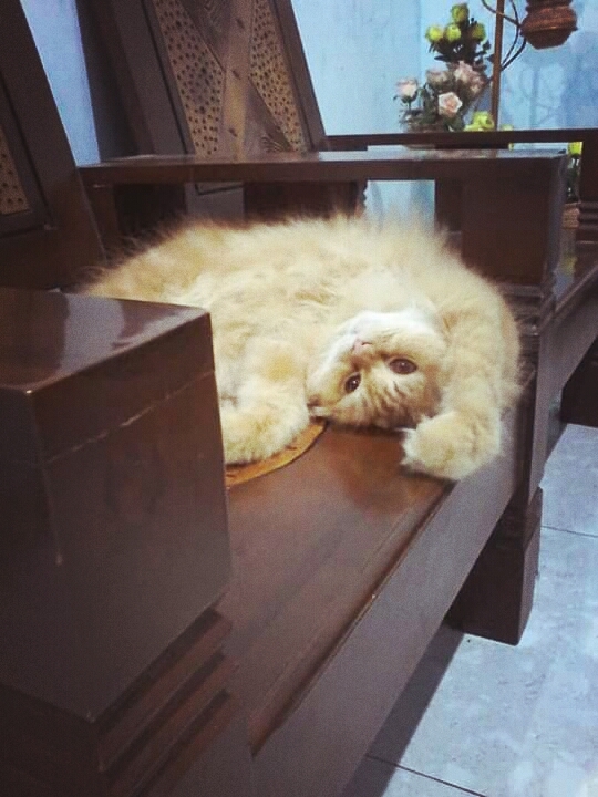 leo
