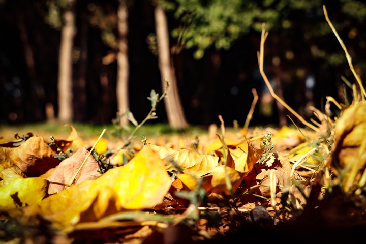 Fall